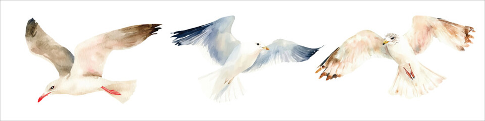 Fototapeta premium watercolor gull swooping for fish, isolated on a white background. Flying seagull vector illustration