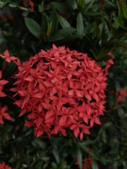 Ixora coccinea or jungle geranium, It is a cluster of small, star-shaped, pink flowers that grow densely at the ends of the stems against a backdrop of dark green leaves.