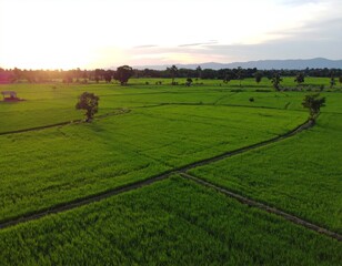 A wide, panoramic view of a flat green rice field in rural Thailand. The field is filled with vibrant, young green rice plants swaying gently in the breeze. Narrow dirt ridges divide the paddies. The 