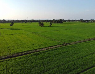 A wide, panoramic view of a flat green rice field in rural Thailand. The field is filled with vibrant, young green rice plants swaying gently in the breeze. Narrow dirt ridges divide the paddies. The 