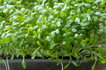 microgreens on wooden table close up