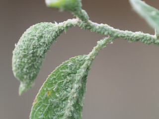 Green aphids on a plum branch, insect pest on tree