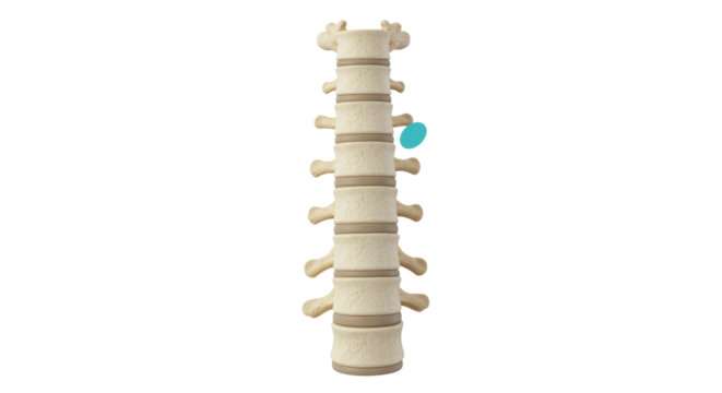 Isolated Spinal Column Anatomy Illustration