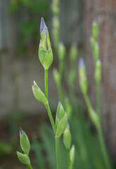 Closed buds of blue irises in a spring garden