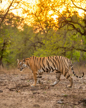 wild female bengal tiger or panthera tigris bandhavgarh national park forest reserve madhya pradesh india. tigress side profile walking territory marking in golden hours evening wildlife summer safari