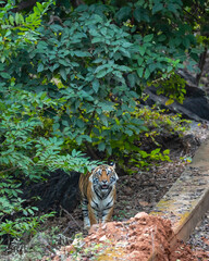 indian wild male tiger panthera tigris head on close to forest track with eye contact and natural scenic green background in winter season safari at ranthambore national park forest reserve india