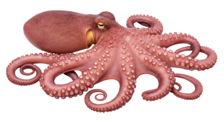 Isolated Octopus