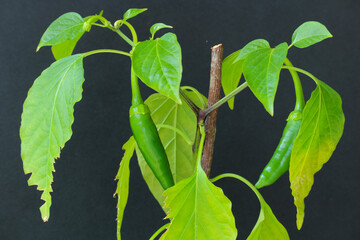Green hot chili peppers on plant, close-up on black background, fresh organic spices, agriculture,...