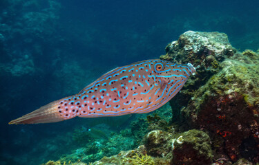 coral reef with fish