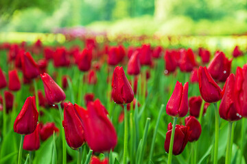 Blooming red tulips in the park in spring.