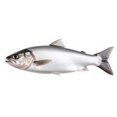 Freshly caught, detailed image of a live fish with shiny scales, fins, tail, and natural coloration, isolated on a plain background for seafood or aquatic theme use