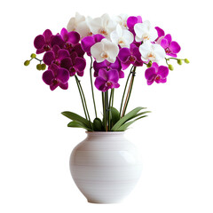 Elegant orchid flower houseplant in pot isolated on white, perfect for home decor, nature, and plant design