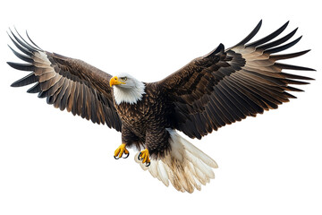 Fototapeta premium Flying bald eagle captured mid air isolated on white, ideal for aviation, birds, and wildlife topics