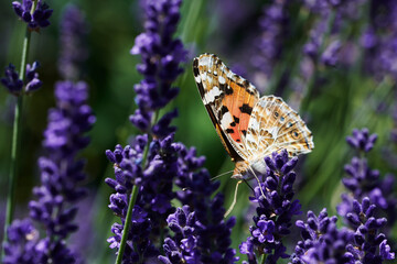 Distelfalter zwischen Lavendelblüten