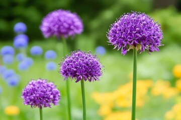Obraz premium Spring Wallpaper Featuring Globemaster Onions and Colorful Flowers Under Shining Sunshine