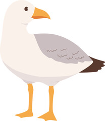 Seagull Bird Illustration