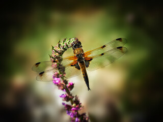 Four-Spotted Chaser Dragonfly on Purple Loosestrife