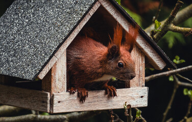 Eichhörnchen in einem Vogelhaus