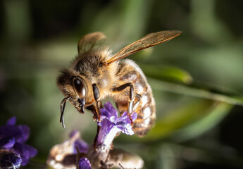 Abeille domestique sur fleur de lavande