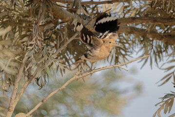 Common hoopoe on the branch © Bhutan Japan Nature