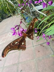 butterfly on flower