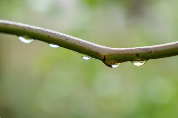 梅雨の時期、雨上がりの草花の水滴