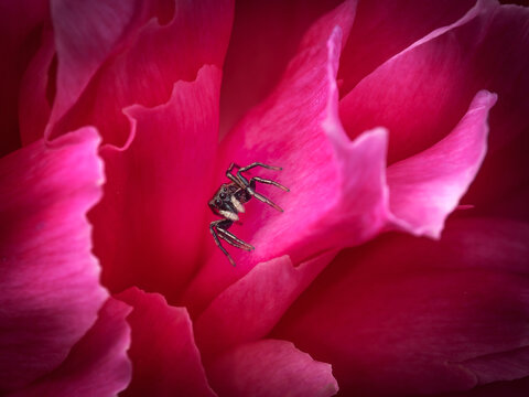 Jumping Spider (Heliophanus) on Pink Peony &ndash; Macro Shot