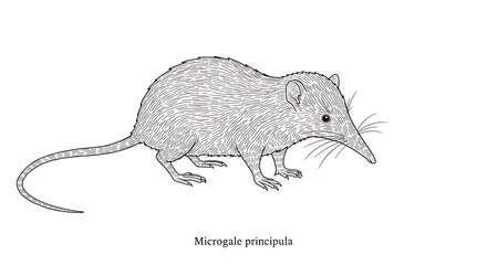 Detailed Line Art Illustration of a Microgale principula on White Background