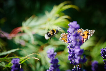 Hummel im Flug über Lavendel mit Schmetterling im Hintergrund