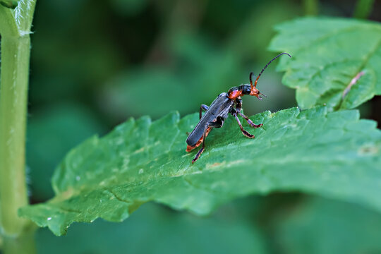 Soldier beetle, Cantharidae, on a green leaf. Close-up