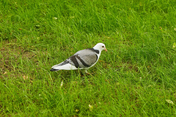 Pigeon on the grass in the park. Urban animals