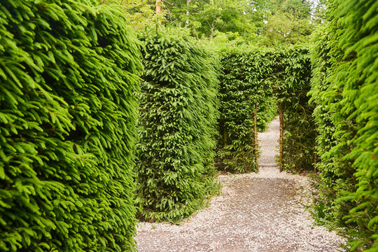 A green maze of hedges. Walls of plants in the garden or park