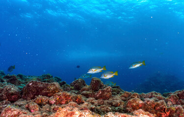 Underwater coral reef with fish