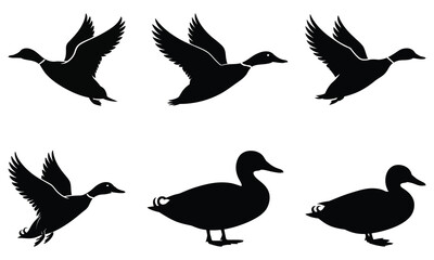 set of birds