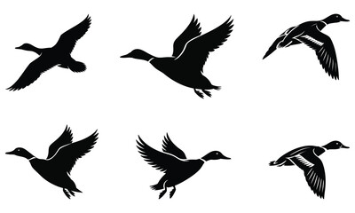 set of birds