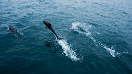 dolphin jumping out of water