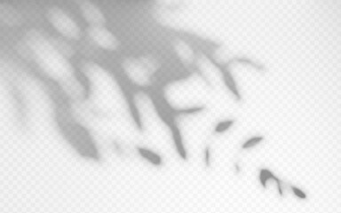 Shadow overlay from a tree branch isolated on a transparent background.