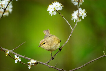The common chiffchaff sitting on a tree branch with flowers