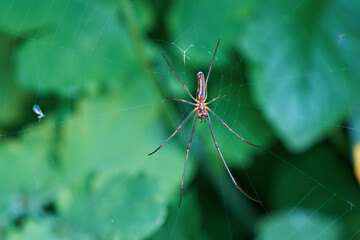 Macro photo of a silver stretch spider (Tetragnatha montana) in a web