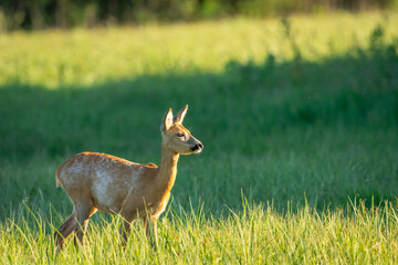 Young roe deer in the meadow