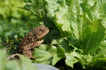 Closeup view of Common toad (Bufo bufo) in summer garden. A rarity to see them in the wild.