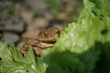 Closeup view of Common toad (Bufo bufo) in summer garden. A rarity to see them in the wild.