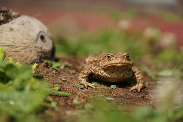 Closeup view of Common toad (Bufo bufo) in summer garden. A rarity to see them in the wild.