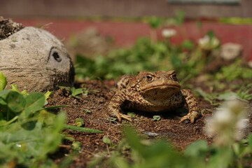 Closeup view of Common toad (Bufo bufo) in summer garden. A rarity to see them in the wild.