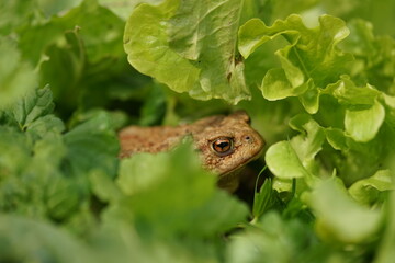 Obraz premium Closeup view of Common toad (Bufo bufo) in summer garden. A rarity to see them in the wild.