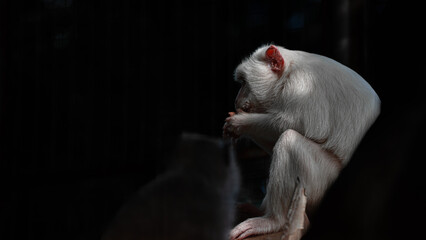 Bali albino monkey eats at sunset