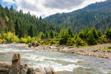 river flowing through green valley in spring. remote vacation. spruce forest on hill. picturesque...