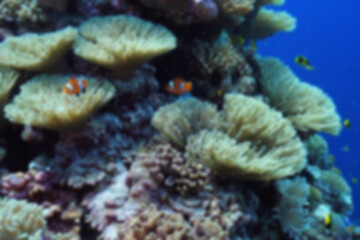 Fototapeta premium Blurry photo of beautiful coral reef, there are small kikan playing in the coral, nemo fish and other small fish