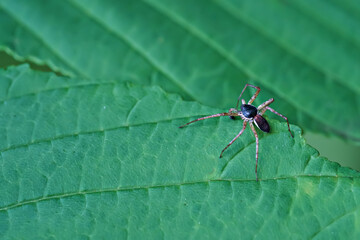 Macro photo of a spider on a plant leaf.