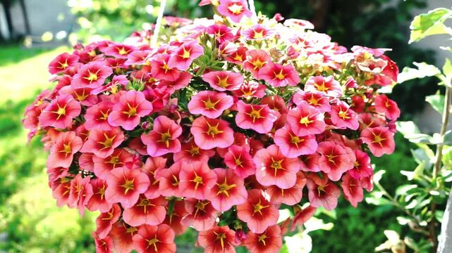 calibrachoa plant bush of the Solanaceae family, garden flowers, garden, plant care